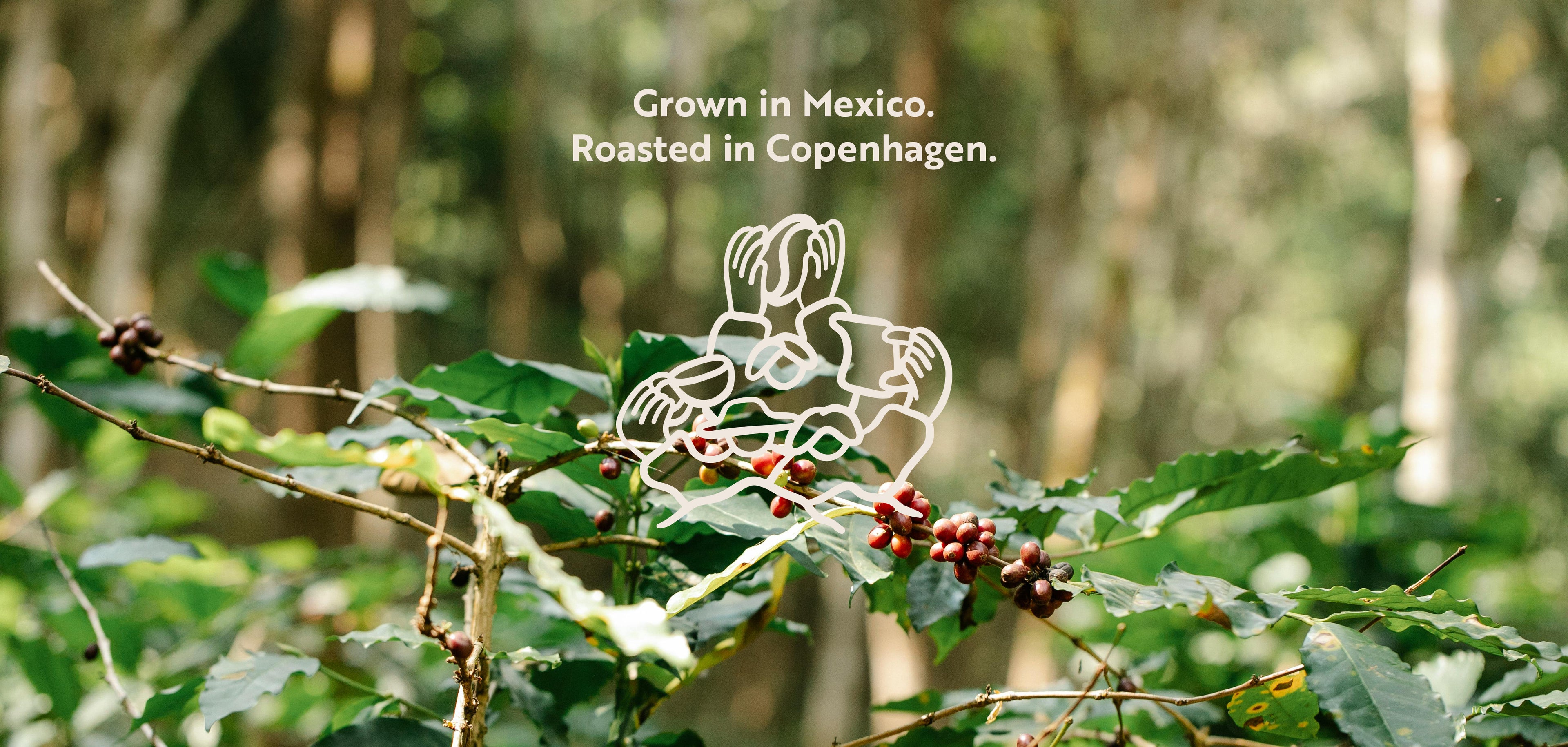 Website banner featuring Komuna specialty coffee logo over a Mexican jungle scene, highlighting coffee origins.