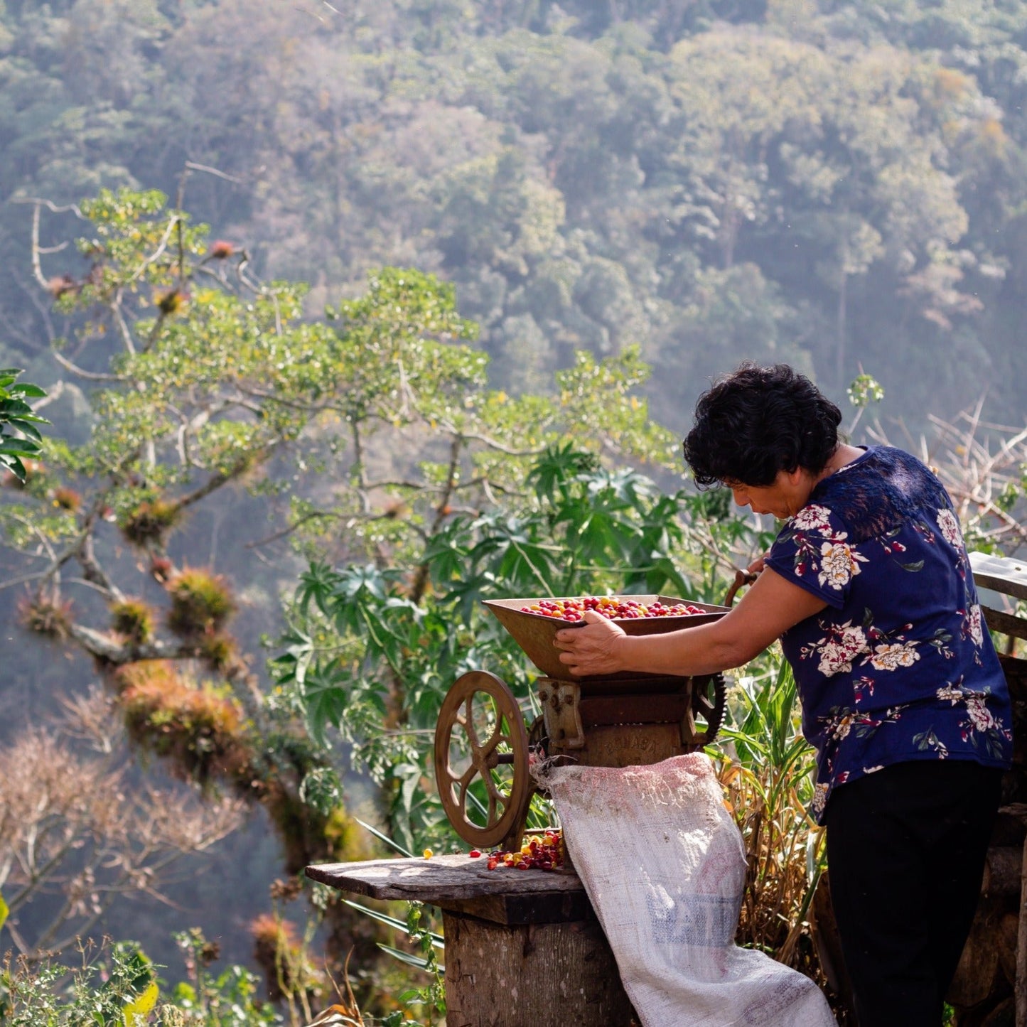 Coffee farmers harvesting beans in the lush Mexican jungle, representing the origins of Komuna specialty coffee.