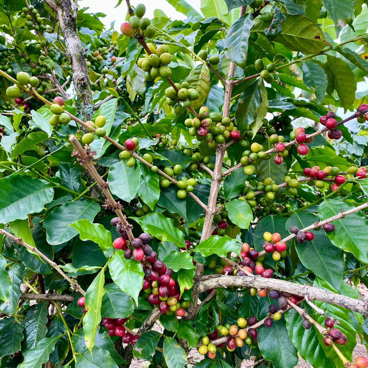 Coffee berries on a coffee tree with green and red fruits.