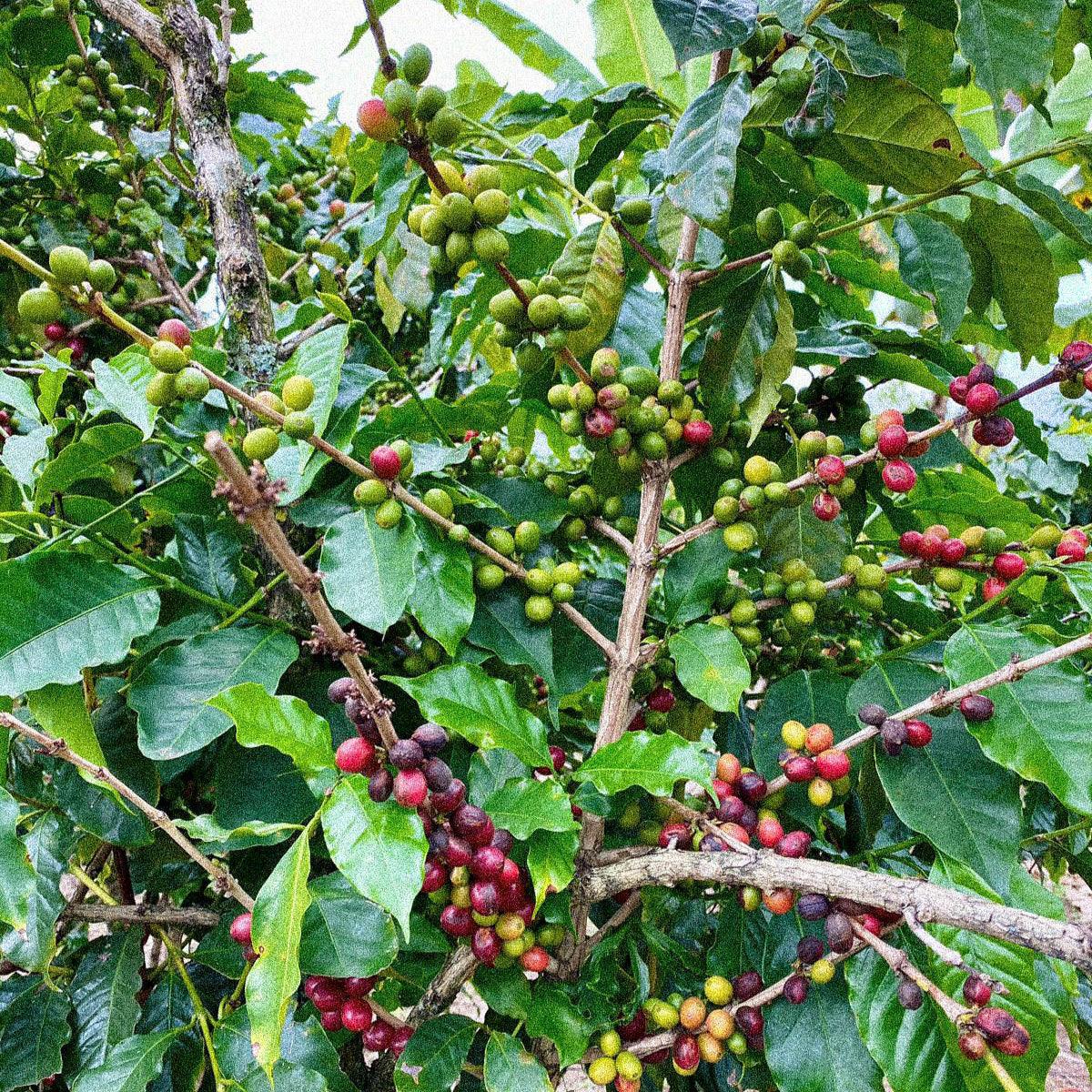 Coffee berries on a coffee tree with green and red fruits.