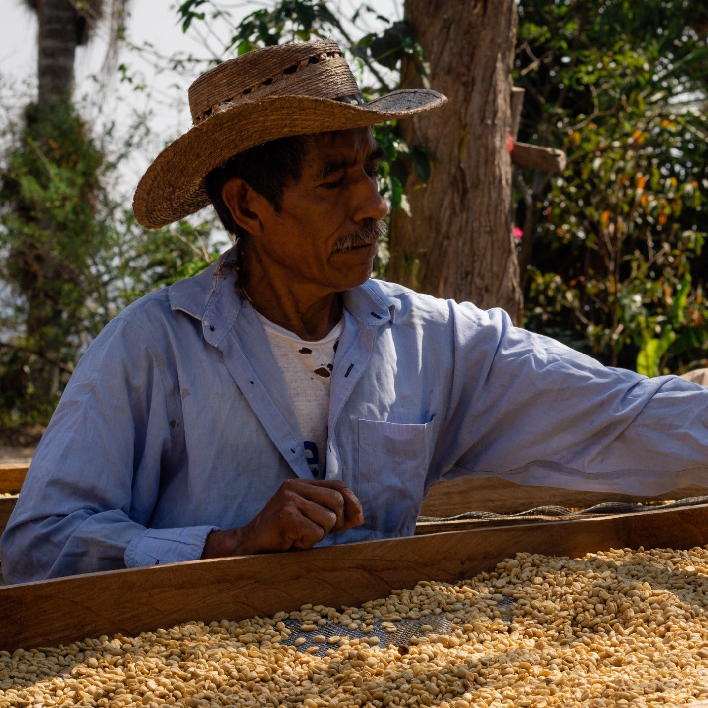 Coffee farmers harvesting beans in the lush Mexican jungle, representing the origins of Komuna specialty coffee.