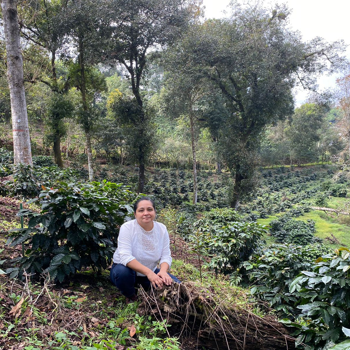 Coffee farmers harvesting beans in the lush Mexican jungle, representing the origins of Komuna specialty coffee.