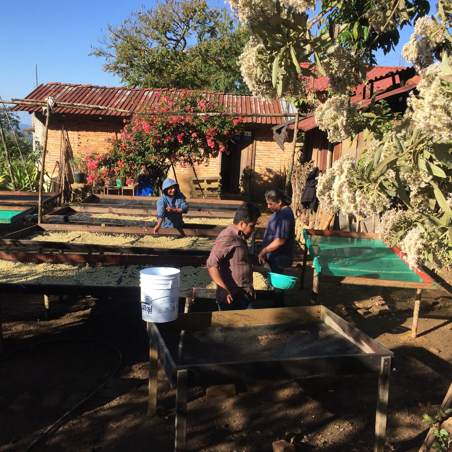 Coffee farmers harvesting beans in the lush Mexican jungle, representing the origins of Komuna specialty coffee.