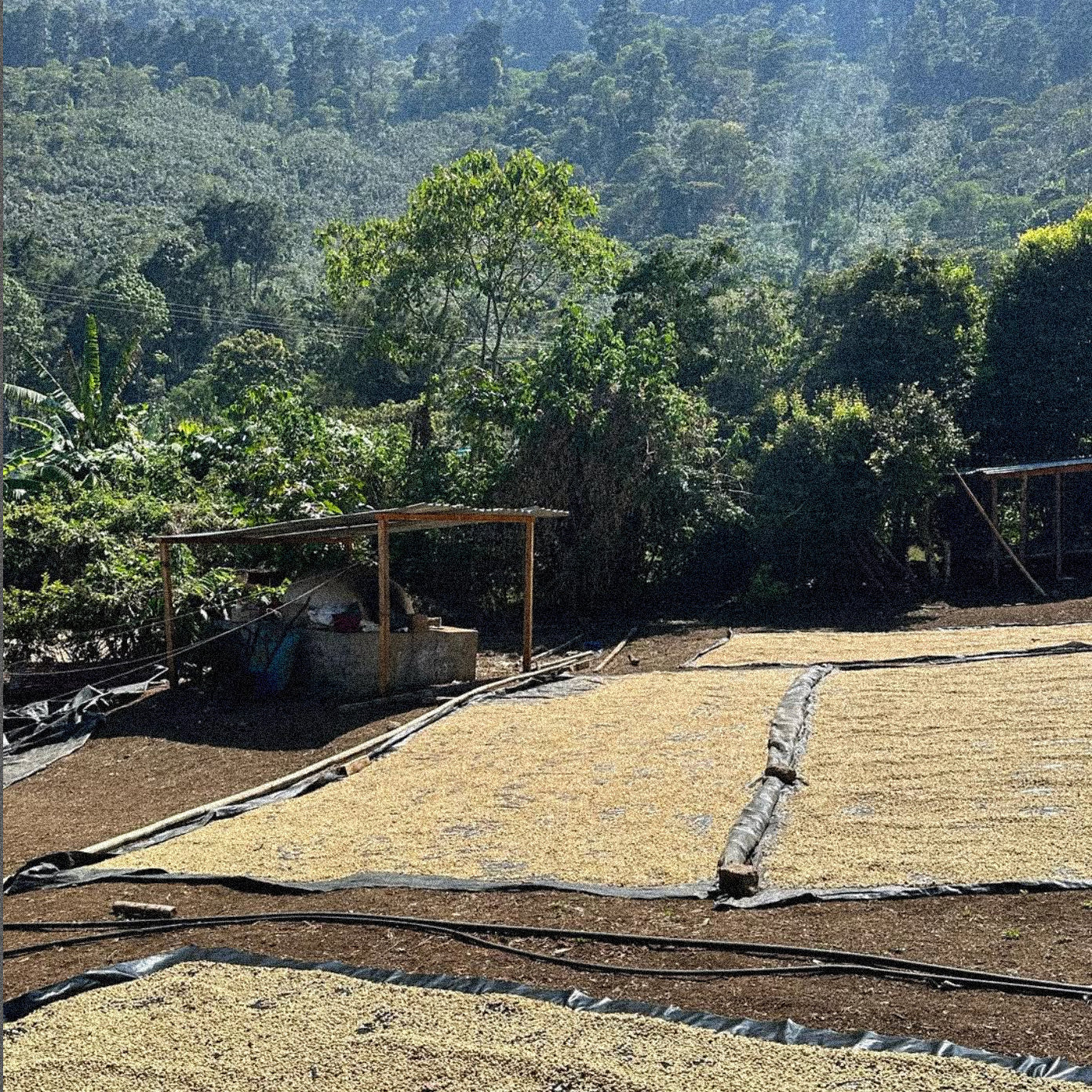 Coffee farmers harvesting beans in the lush Mexican jungle, representing the origins of Komuna specialty coffee.