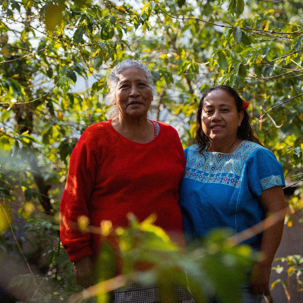 Coffee farmers harvesting beans in the lush Mexican jungle, representing the origins of Komuna specialty coffee.