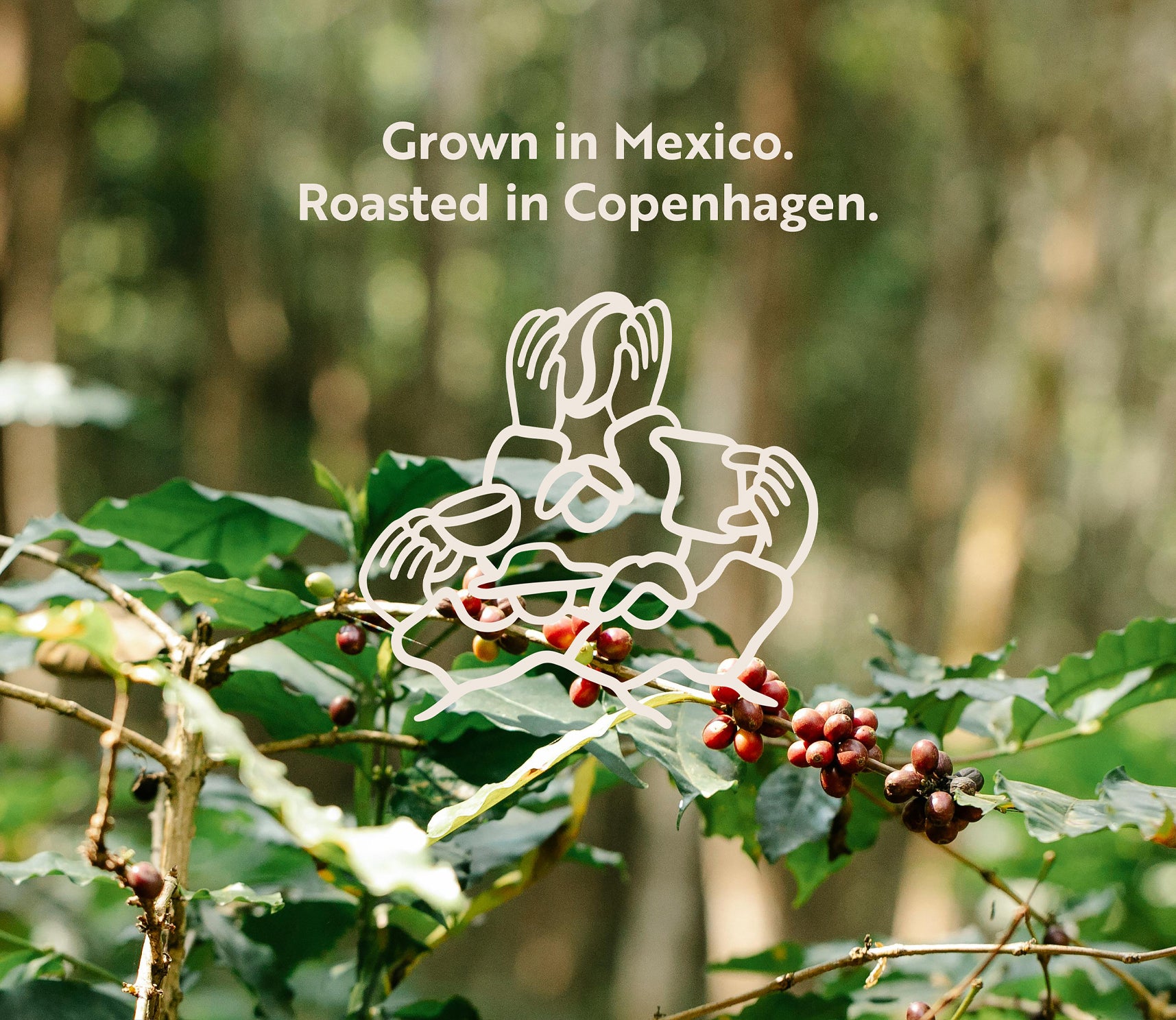 Website banner featuring Komuna specialty coffee logo over a Mexican jungle scene, highlighting coffee origins.