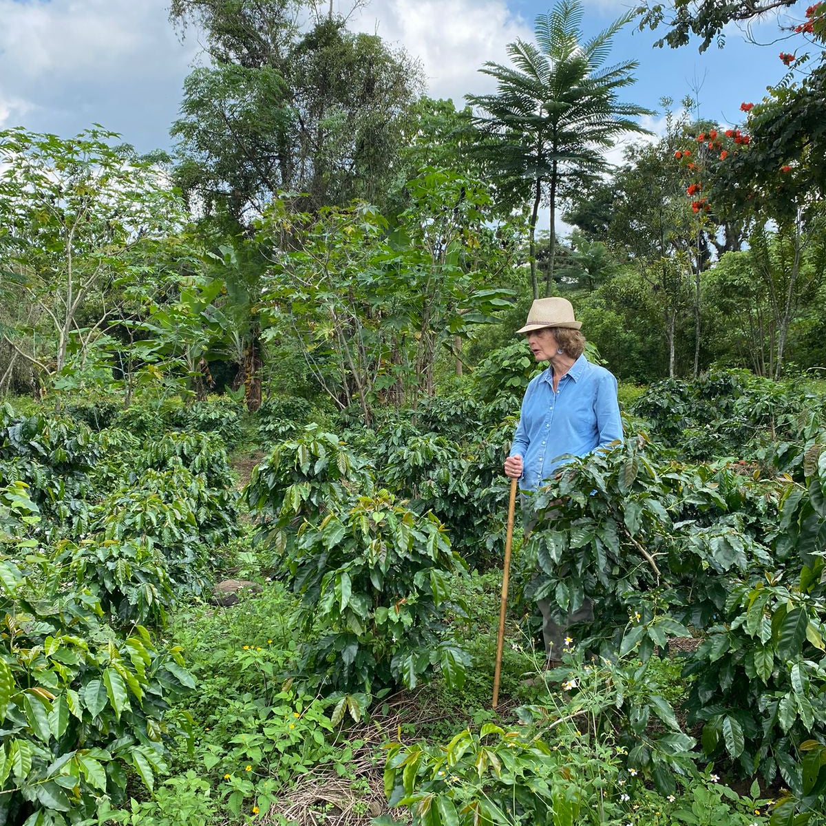 Coffee farmers harvesting beans in the lush Mexican jungle, representing the origins of Komuna specialty coffee.