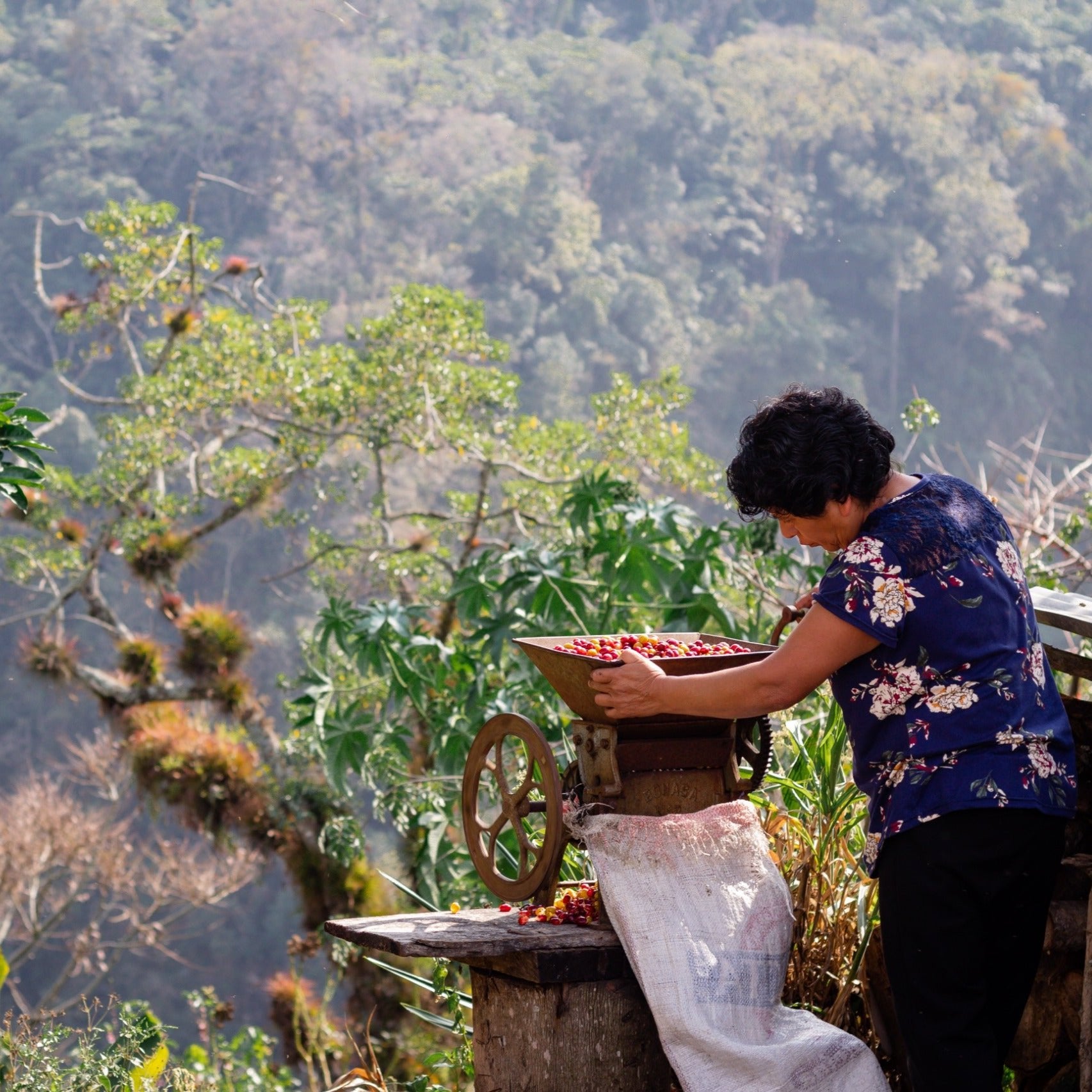 Coffee farmers harvesting beans in the lush Mexican jungle, representing the origins of Komuna specialty coffee.