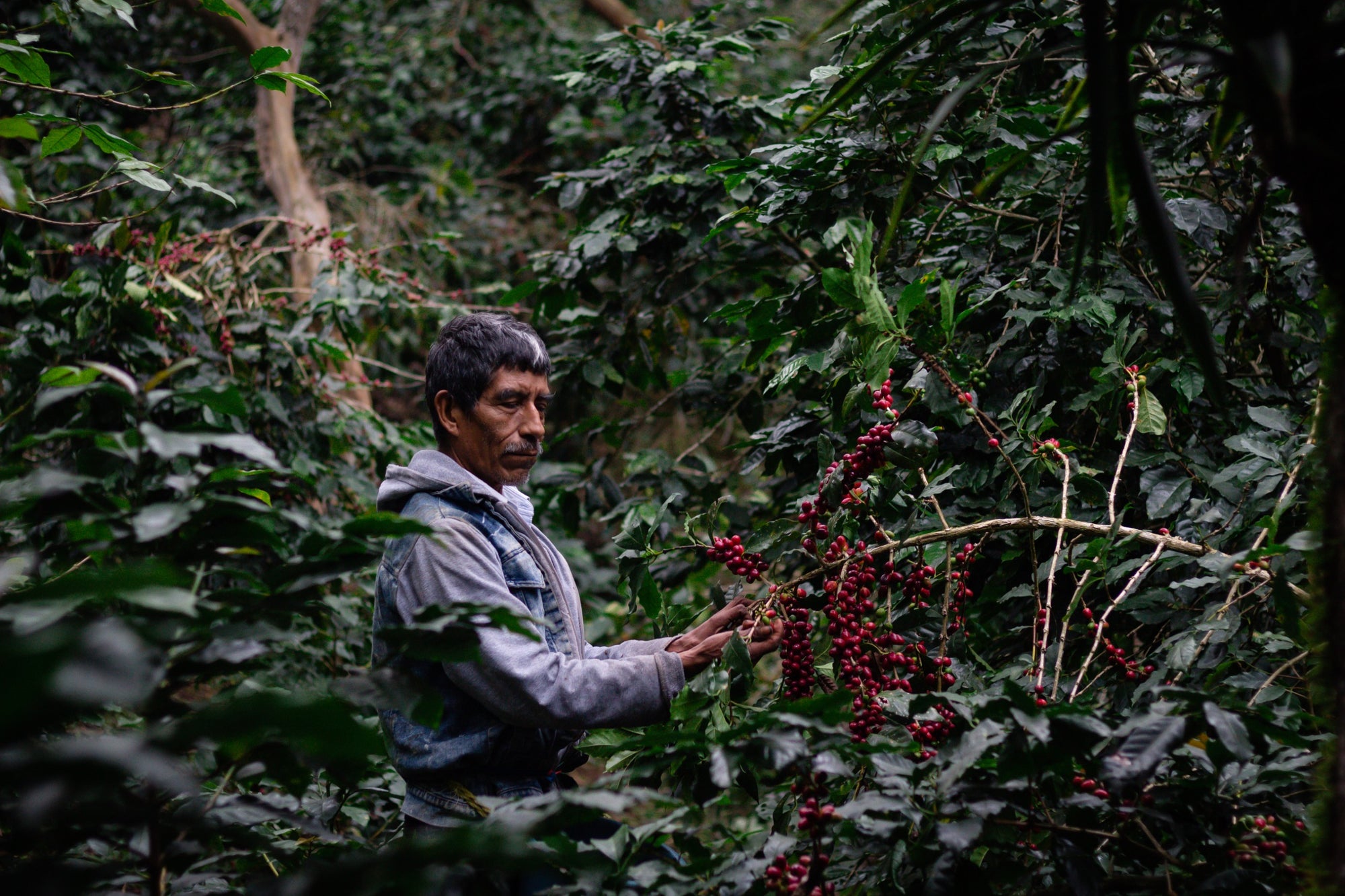What is Regenerative Agriculture? 🐒