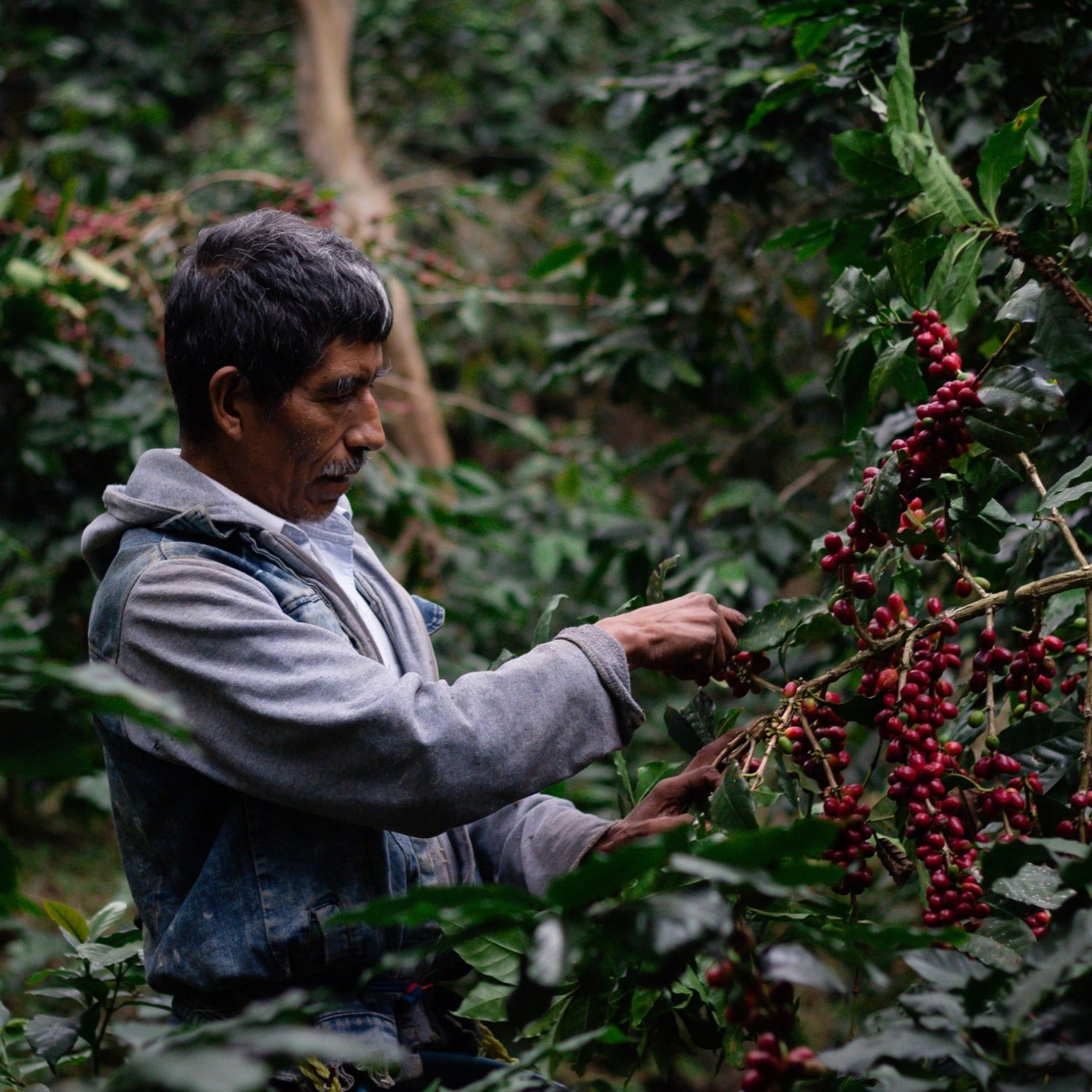 Coffee farmers harvesting beans in the lush Mexican jungle, representing the origins of Komuna specialty coffee.