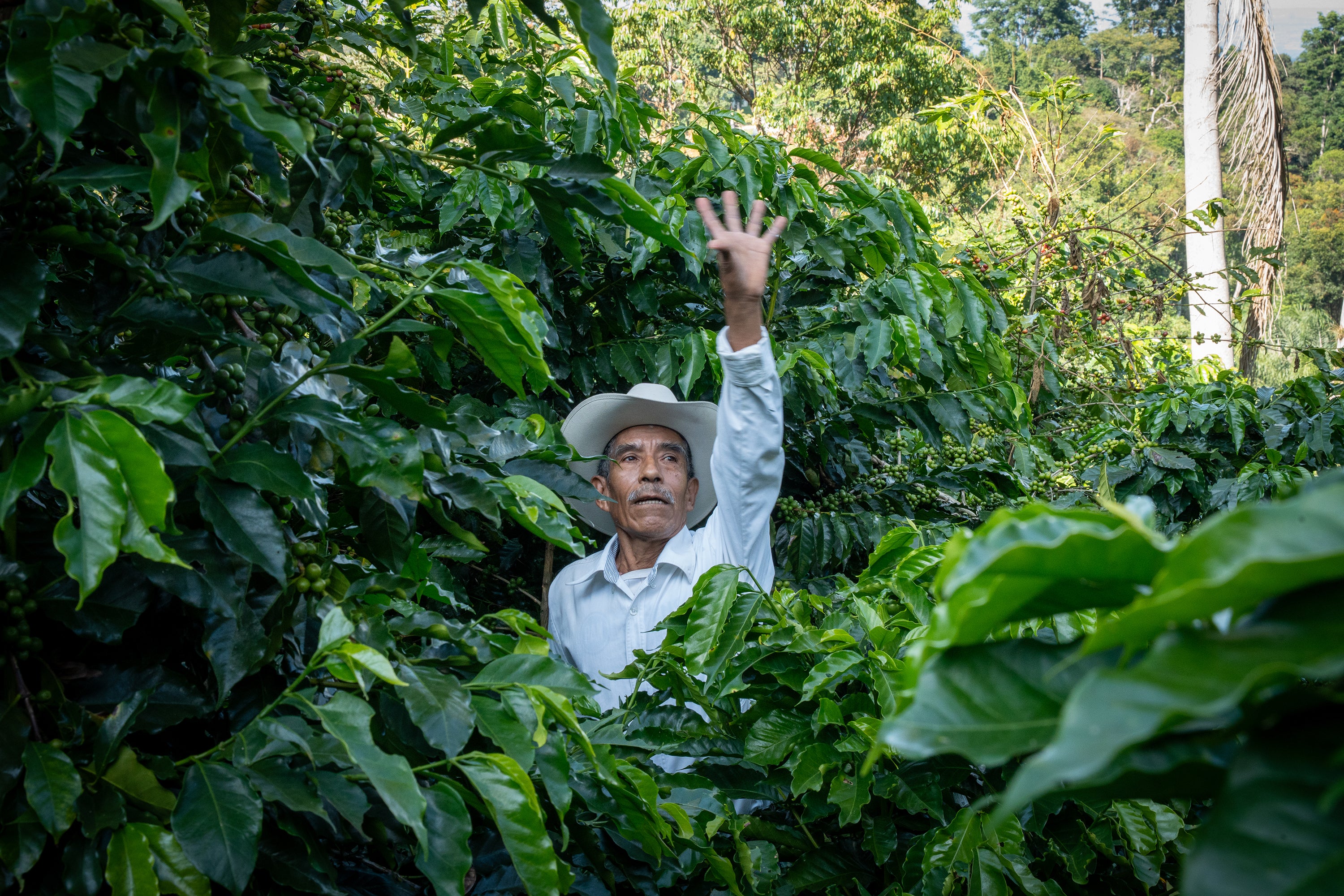 Coffee farmers harvesting beans in the lush Mexican jungle, representing the origins of Komuna specialty coffee.