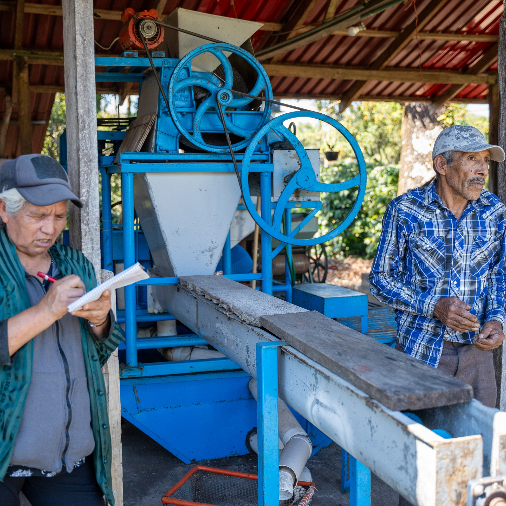 Coffee farmers harvesting beans in the lush Mexican jungle, representing the origins of Komuna specialty coffee.