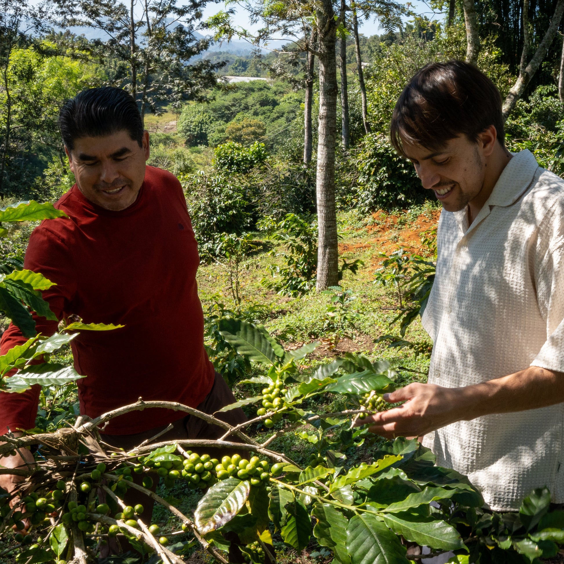 Coffee farmers harvesting beans in the lush Mexican jungle, representing the origins of Komuna specialty coffee.