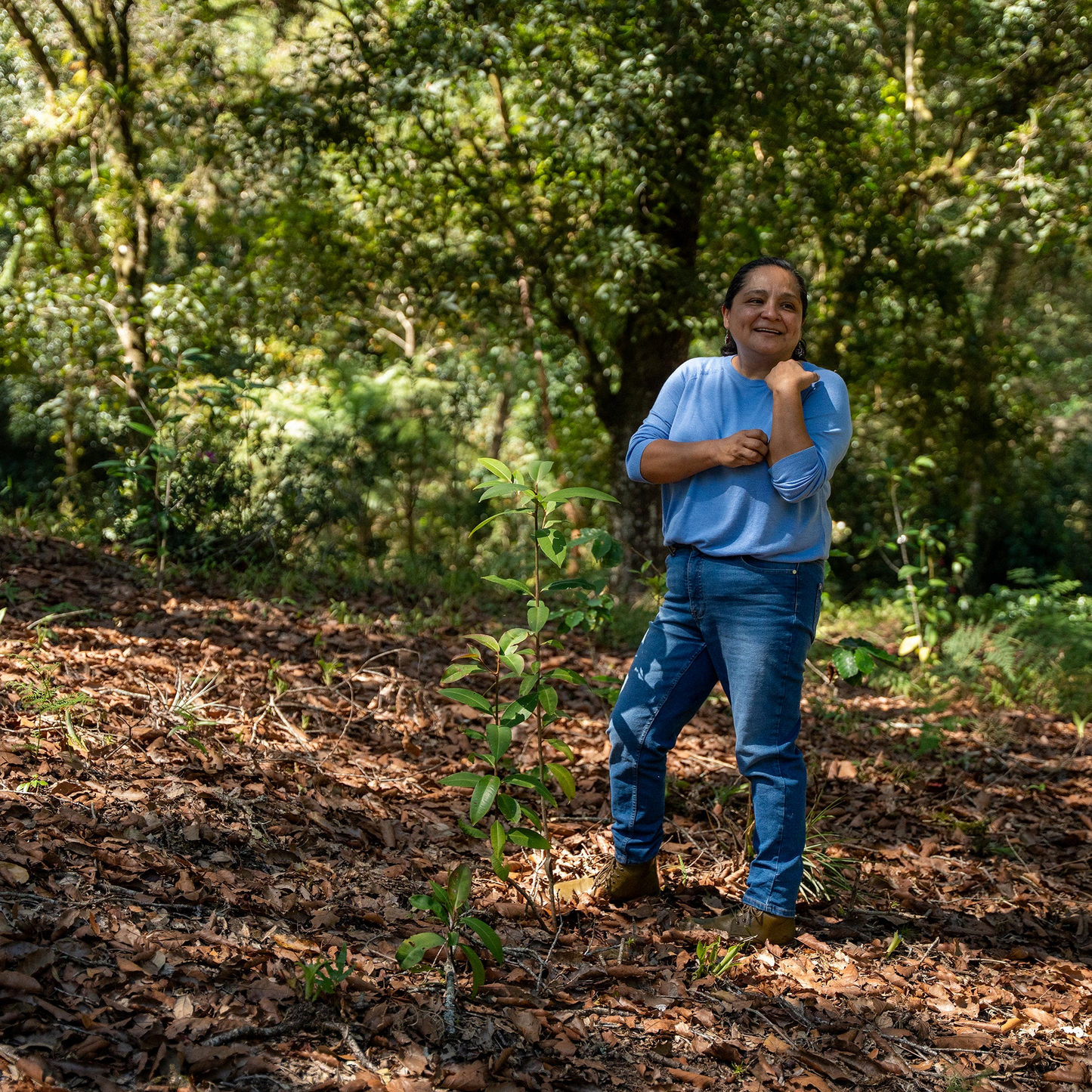 Coffee farmers harvesting beans in the lush Mexican jungle, representing the origins of Komuna specialty coffee.