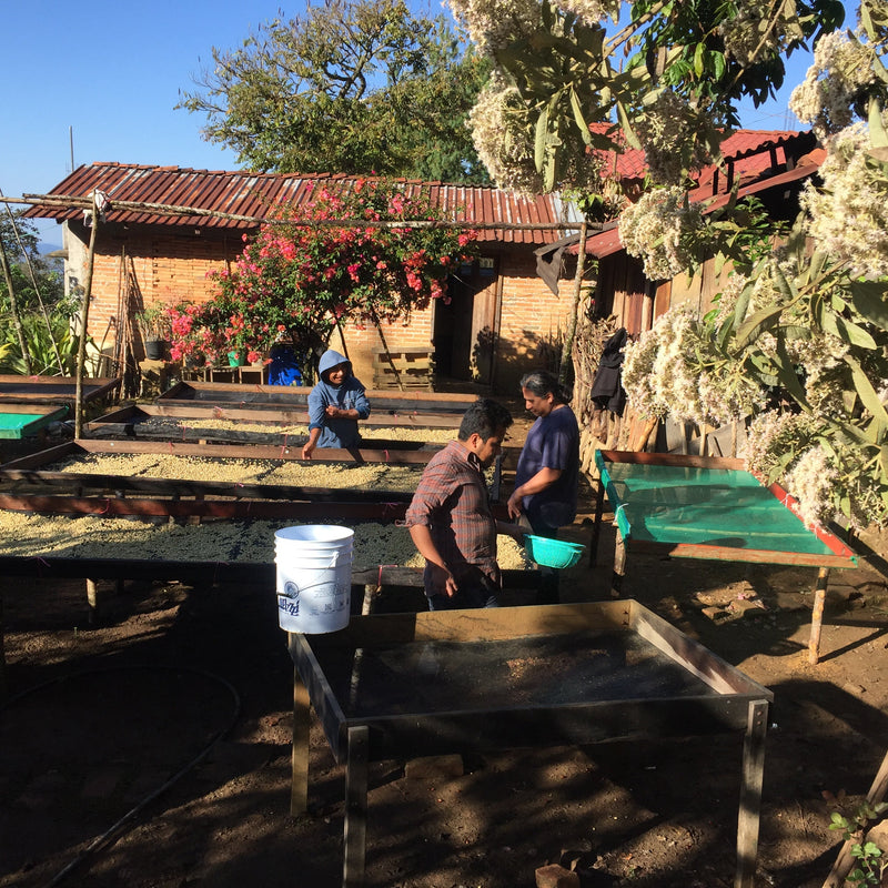 Nuyuku: From the Sierra Mixteca to Copenhagen