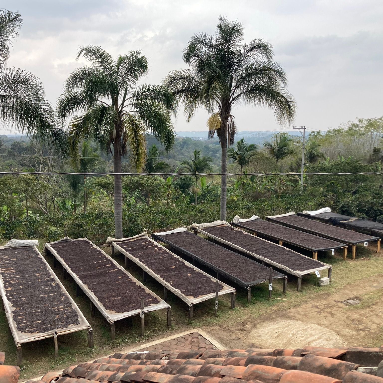 Coffee farmers harvesting beans in the lush Mexican jungle, representing the origins of Komuna specialty coffee.