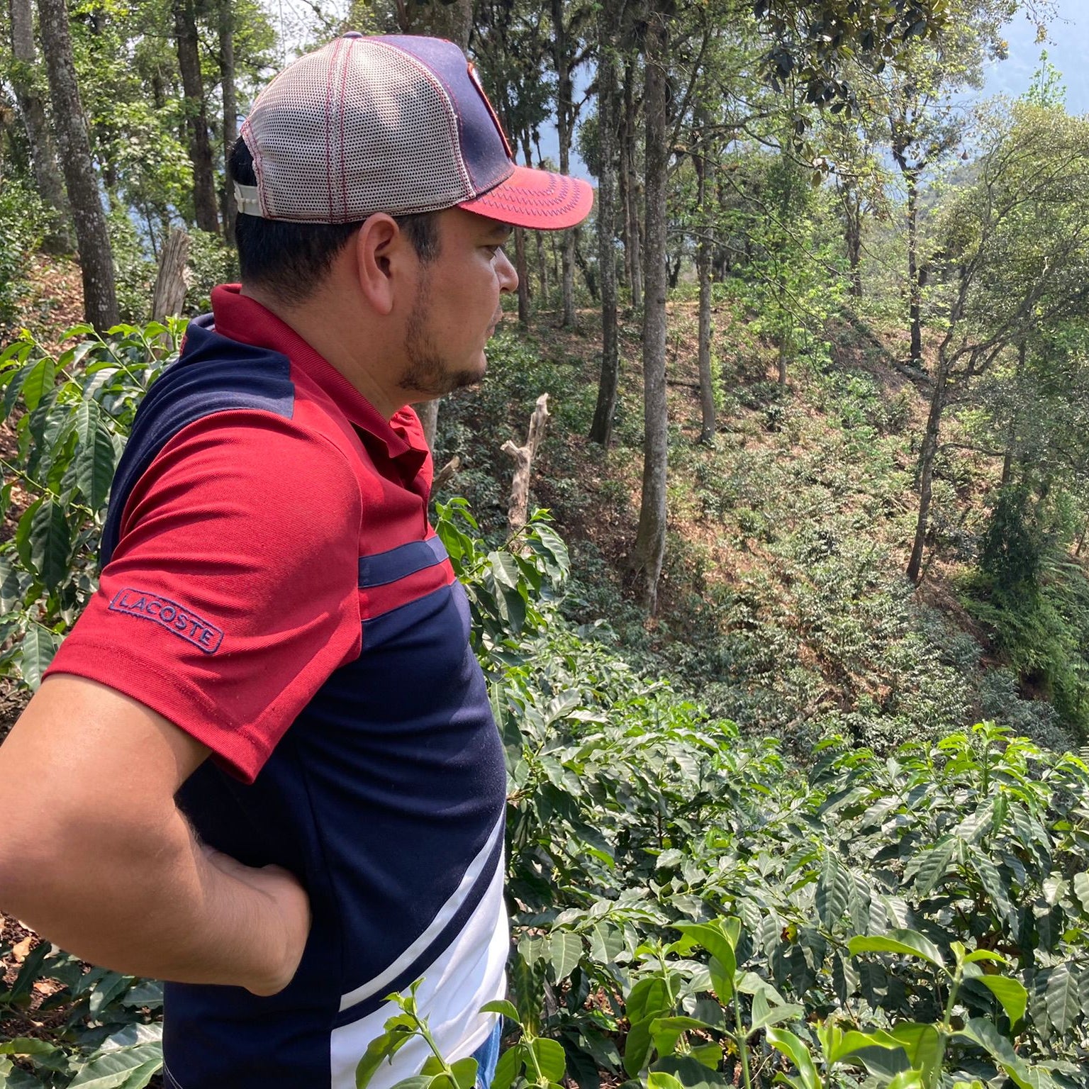 Coffee farmers harvesting beans in the lush Mexican jungle, representing the origins of Komuna specialty coffee.