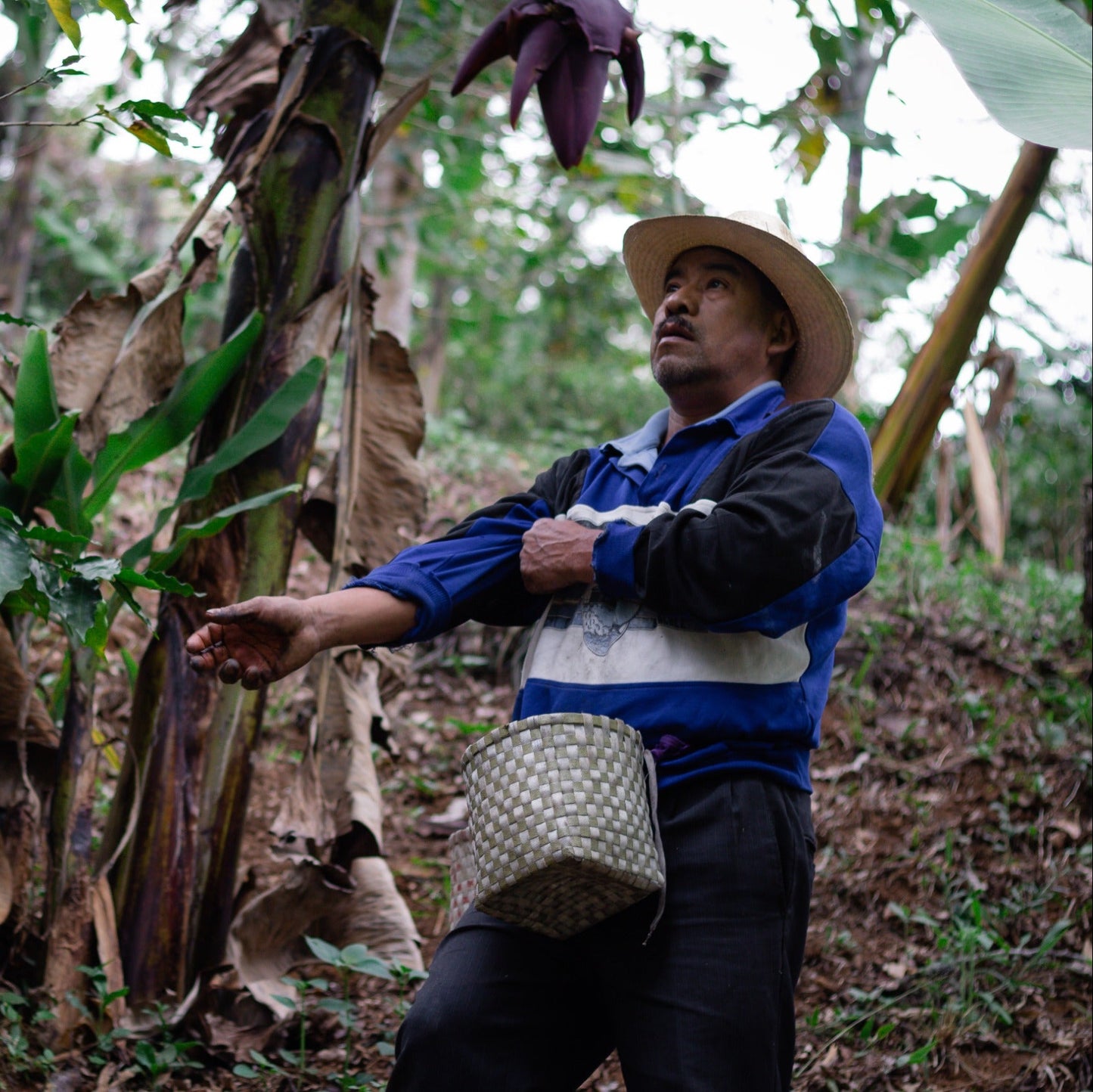 Coffee farmers harvesting beans in the lush Mexican jungle, representing the origins of Komuna specialty coffee.