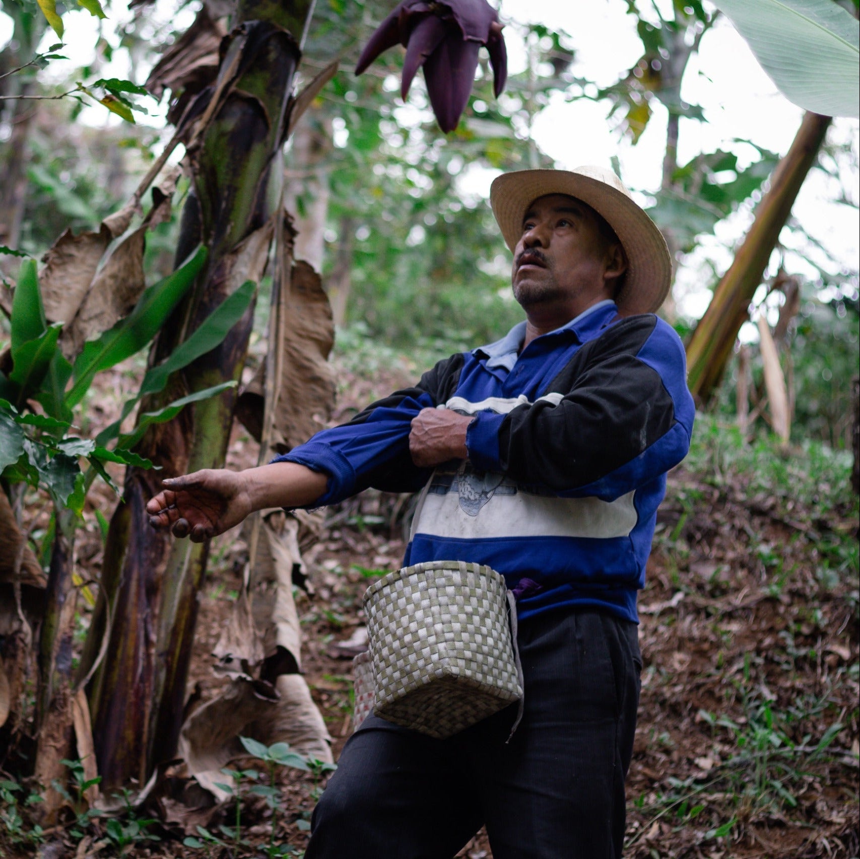 Coffee farmers harvesting beans in the lush Mexican jungle, representing the origins of Komuna specialty coffee.